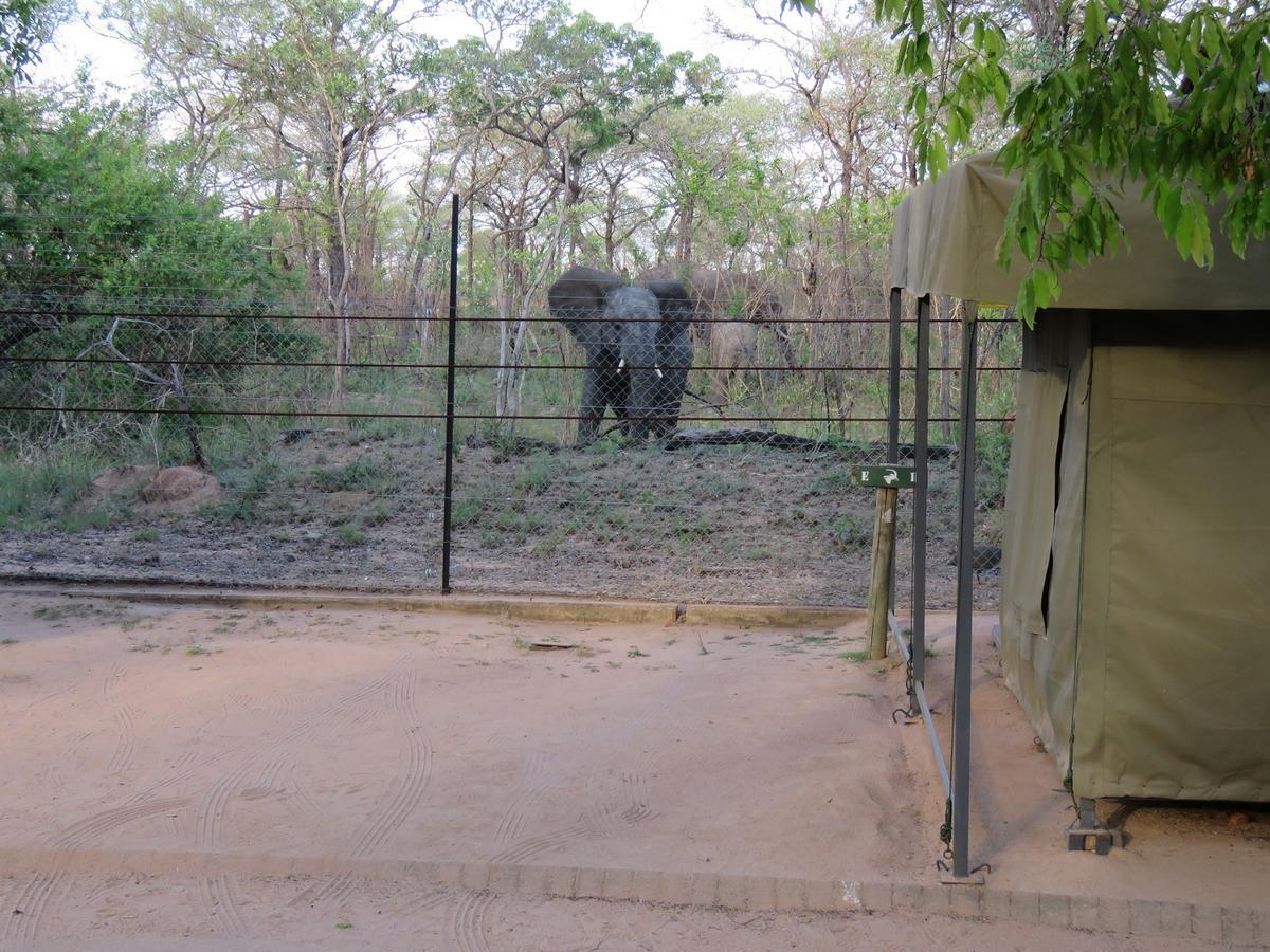 Tented Adventures Pretoriuskop Rest Camp Екстериор снимка